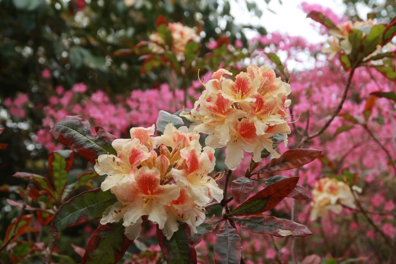 'Glory of Littleworth'